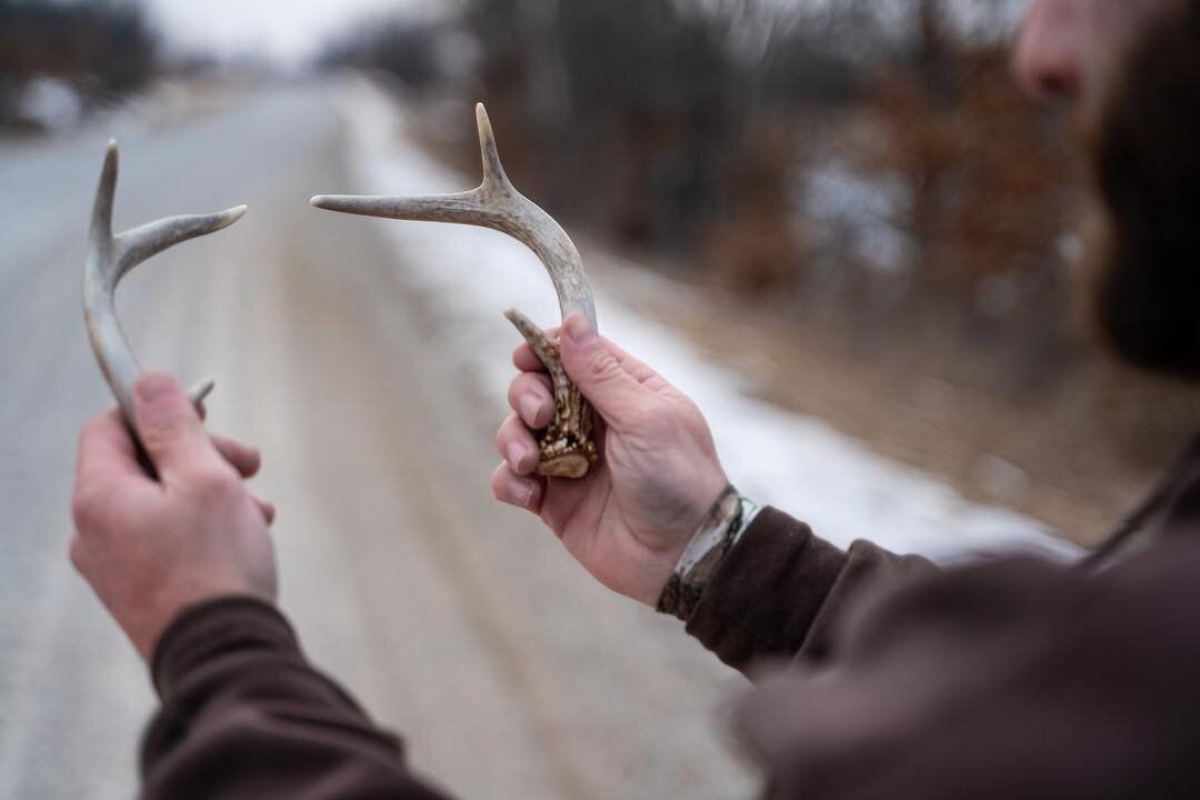 Close-up of hands holding antlers after shed hunting. 