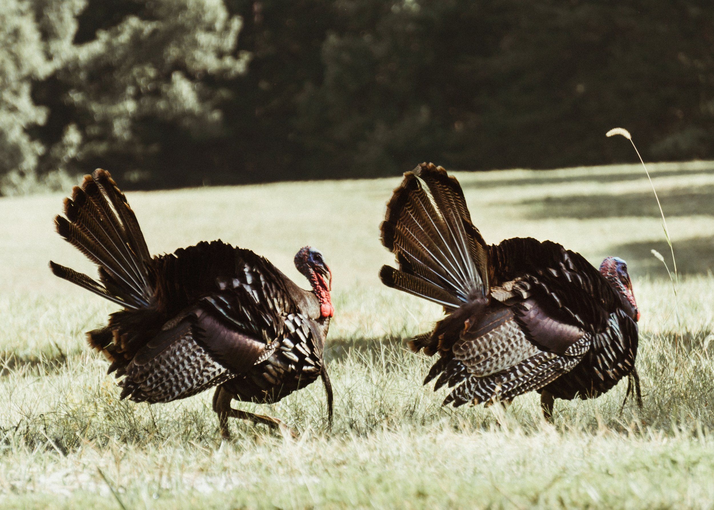 Wild turkey in a field, best times to hunt turkey concept. 