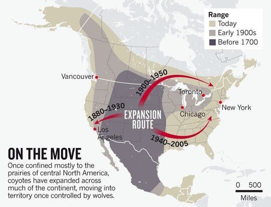 Coyote population movement map showing disbursement throughout the United States