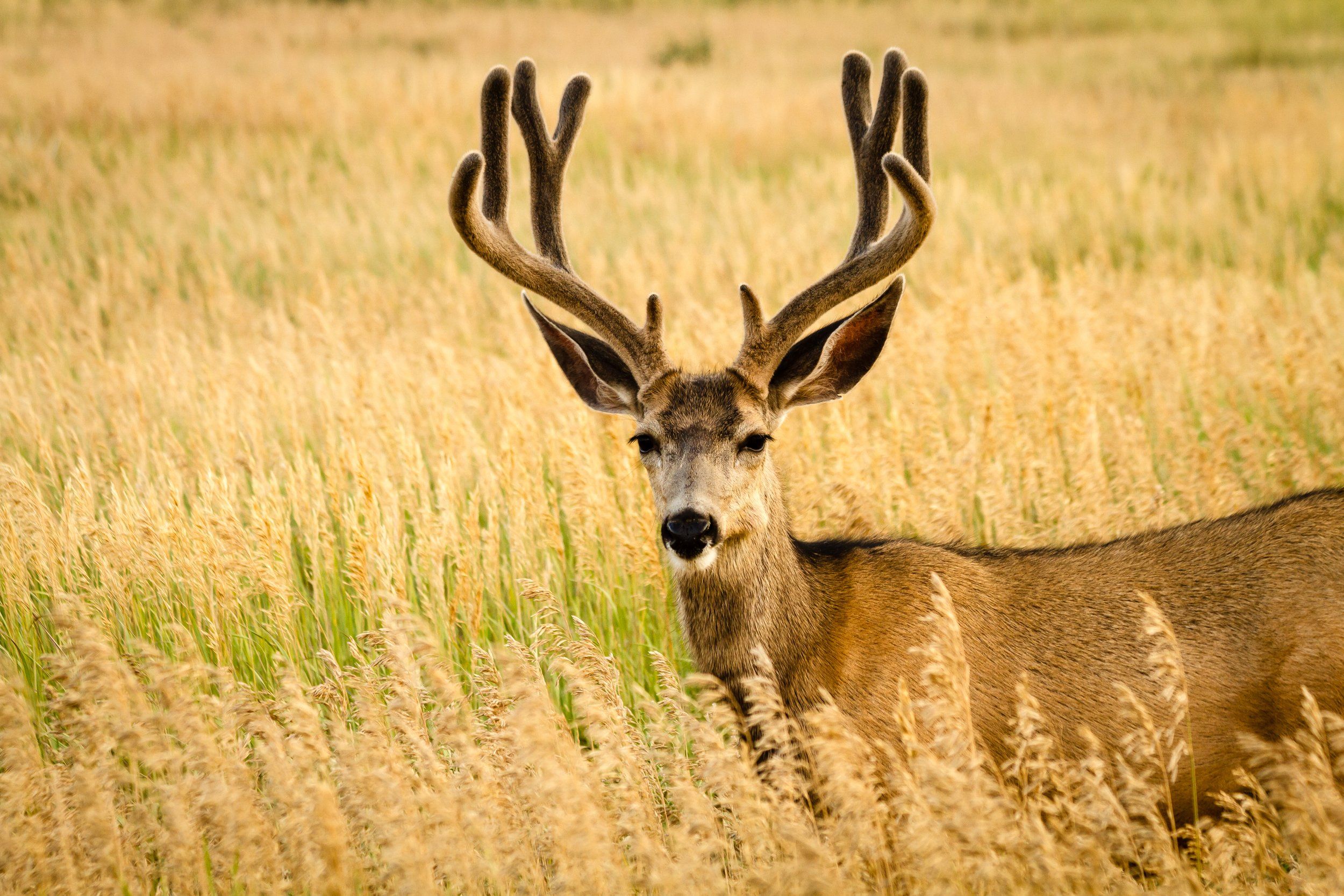 A mule deer in velvet 